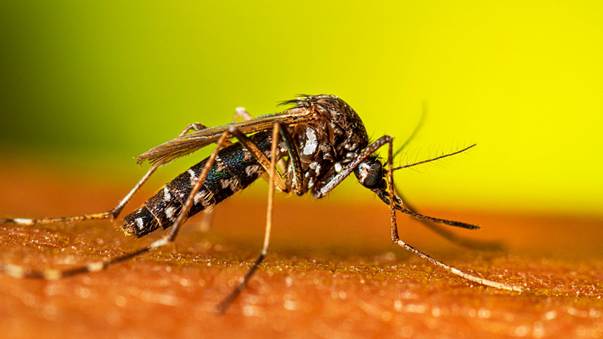 Siklus Hidup Nyamuk Aedes | Nyamuk | CDC